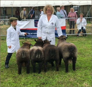 Award winning Coloured Ryelands