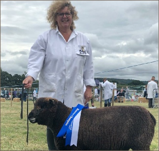 Award winning Coloured Ryelands