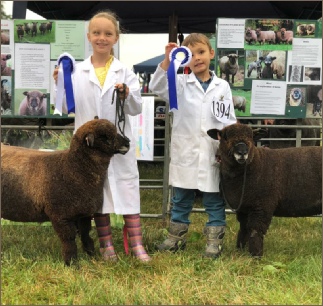 Award winning Coloured Ryelands