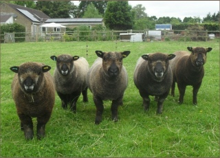 Stembridge Coloured Ryelands