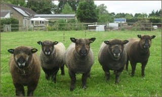 Stembridge Coloured Ryelands