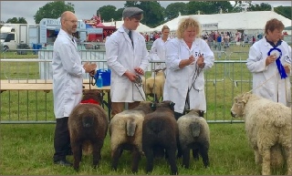 Coloured Ryeland Stock For Sale