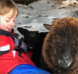 Stembridge Coloured Ryelands are easy to handle