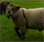 Coloured Ryleand Ram Hire Coloured Ryleand Ram Hire