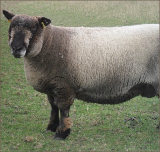 Stembridge Coloured Ryelands, a native breed