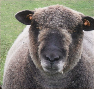 Stembridge Coloured Ryelands, an historic breed