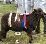 Coloured Ryeland Stock For Sale Coloured Ryeland Stock For Sale