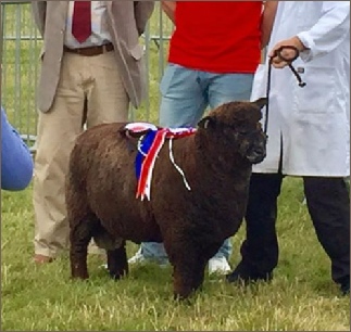 Coloured Ryeland Stock For Sale