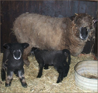 Somerset Coloured Ryeland Sheep Somerset Coloured Ryeland Sheep