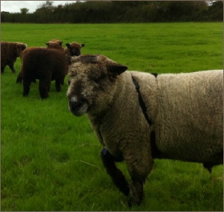 Somerset Ryeland Sheep