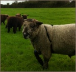 Somerset Ryeland Sheep