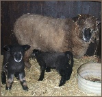 Somerset Coloured Ryeland Sheep