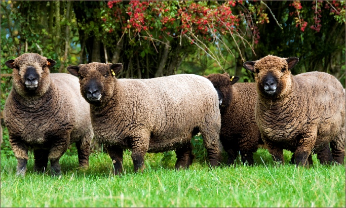 Stembridge Coloured Ryelands
