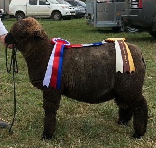 View our award winning flock of Coloured Ryelands