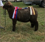 View our award winning flock