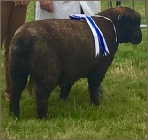 Buy from our award winning flock