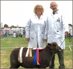 Stembridge Coloured Ryelands