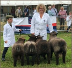 Award winning Coloured Ryelands