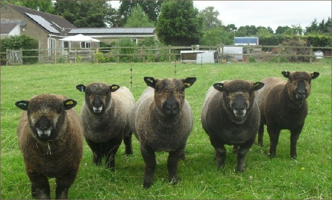 Stembridge Coloured Ryelands