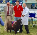 Award winning Coloured Ryelands