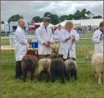 Award winning Coloured Ryelands