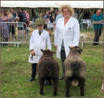 Award winning Coloured Ryelands