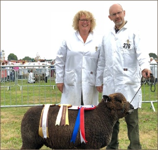 Stembridge Coloured Ryelands