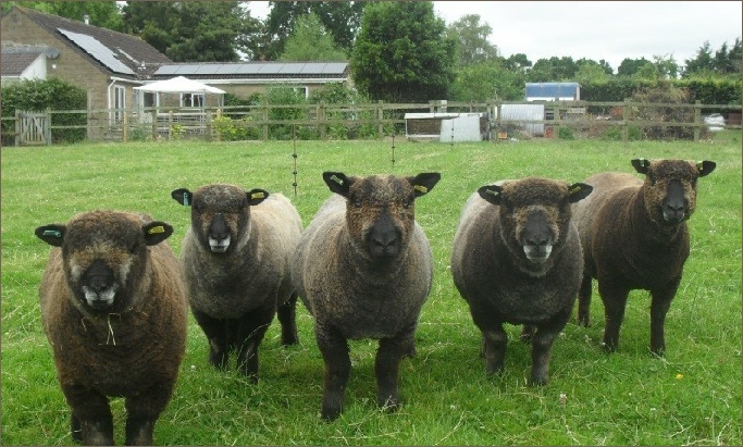 Stembridge Coloured Ryelands