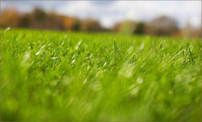 Award winning Ryelands